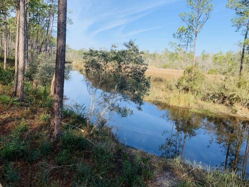 A serene river scene surrounded by trees and lush greenery under a clear blue sky.