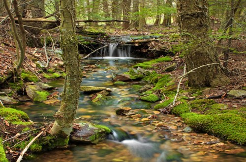 A serene forest scene featuring a small stream flowing over rocks, surrounded by lush greenery and trees.