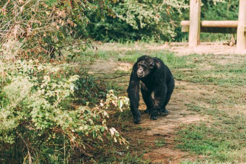 A chimpanzee walks along a grassy path, surrounded by greenery and trees.