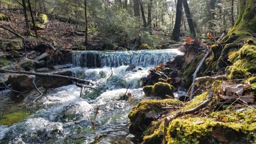 A serene forest scene featuring a small waterfall cascading over rocks, surrounded by moss and trees.