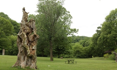 A weathered tree stump stands in a grassy park, surrounded by lush green trees and a picnic table in the background.