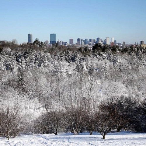 A snowy landscape with trees in the foreground and a city skyline in the background under a clear blue sky.