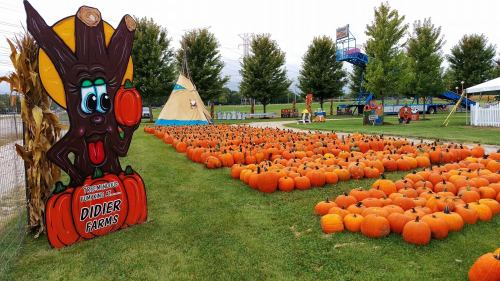Colorful pumpkin patch at Didier Farms, featuring a cartoon character sign and a teepee in the background.