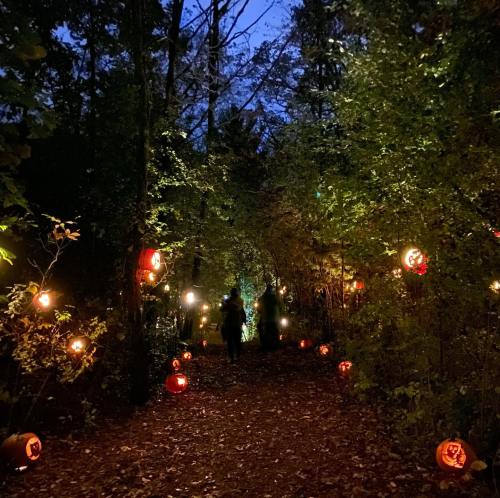 A dimly lit forest path lined with glowing jack-o'-lanterns, creating a spooky atmosphere at dusk.