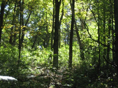 Sunlight filters through lush green trees in a dense forest, creating a serene and vibrant natural scene.