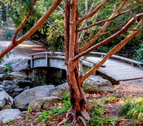 A wooden bridge arches over a small stream, surrounded by trees and rocky terrain in a serene park setting.