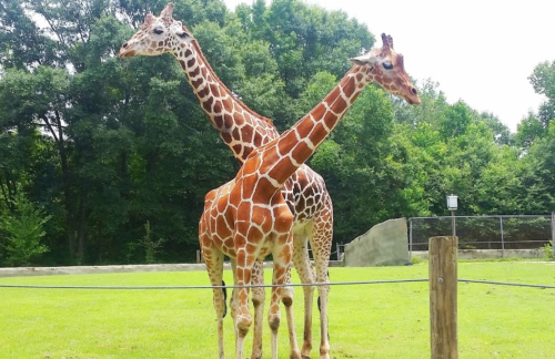 Two giraffes standing in a grassy area, their necks intertwined against a backdrop of trees.