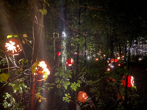 A dimly lit forest path adorned with glowing carved pumpkins and twinkling lights among the trees.