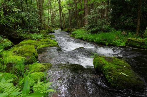A serene stream flows over moss-covered rocks, surrounded by lush green foliage in a tranquil forest setting.