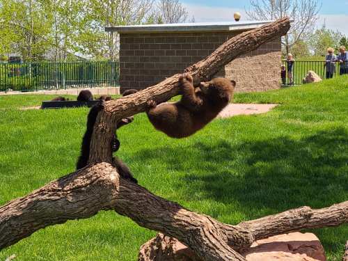 Two bear cubs play on a large tree branch in a grassy area, with people observing in the background.