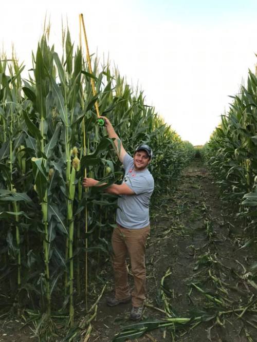 A person measuring corn height in a field surrounded by tall corn plants.