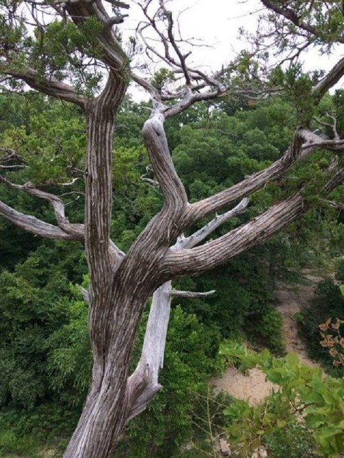 A gnarled tree with twisted branches stands against a backdrop of lush green foliage.