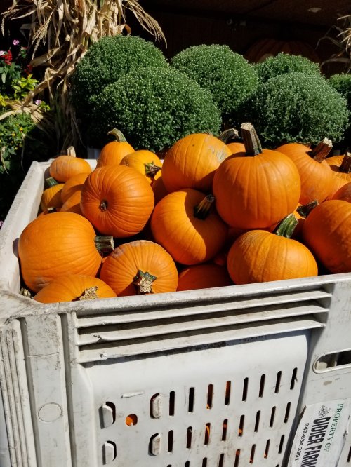 A crate filled with bright orange pumpkins, surrounded by green ornamental plants.