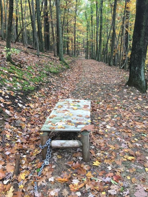 A wooden bench on a leaf-covered trail surrounded by trees in autumn.