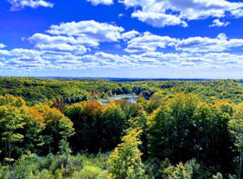 A scenic view of a lush green forest with a winding river under a bright blue sky filled with fluffy clouds.