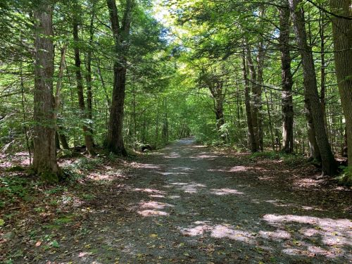 A serene forest path lined with tall trees, dappled sunlight filtering through the leaves onto the gravel trail.