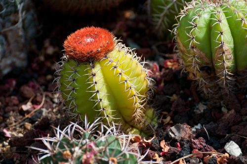 A close-up of a green cactus with a bright red top, surrounded by rocky soil and smaller cacti.