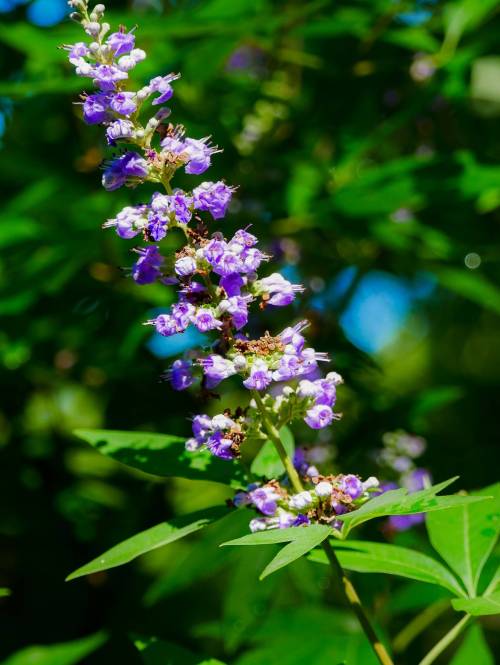 A close-up of a flowering plant with clusters of small purple flowers and green leaves against a blurred background.