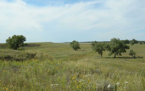 A serene landscape featuring rolling hills, green grass, and scattered trees under a cloudy sky. Wildflowers dot the foreground.