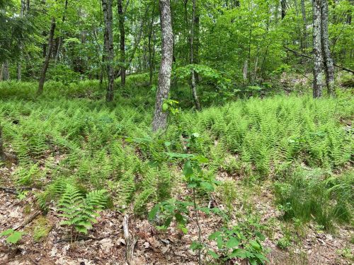 Lush green ferns cover the forest floor, surrounded by trees in a vibrant, sunlit woodland setting.
