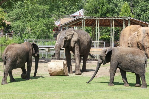 Three elephants interact in a grassy area near a pond, with trees and a wooden structure in the background.