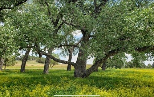 A lush green field with large trees and vibrant foliage under a clear blue sky.