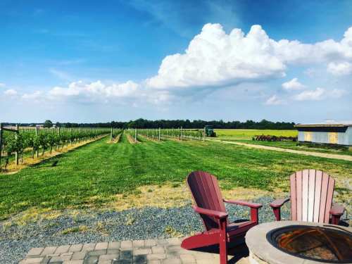 A scenic vineyard with green rows of grapevines, a blue sky, and two red chairs by a fire pit in the foreground.