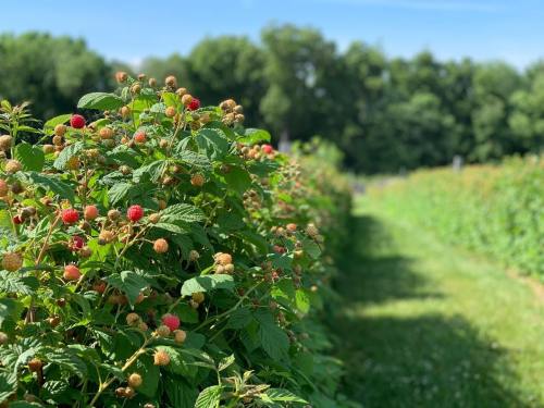 A lush raspberry patch with ripe and unripe berries, bordered by green foliage under a clear blue sky.