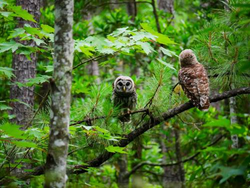 Two owls perched on a branch surrounded by lush green foliage in a forest setting.
