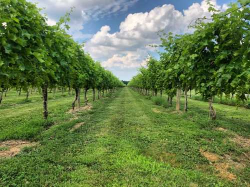 A lush vineyard with rows of grapevines under a blue sky and fluffy clouds, surrounded by green grass.