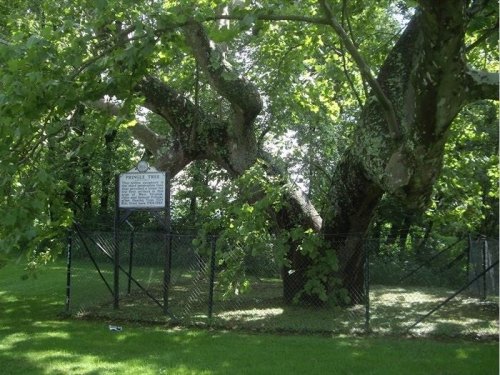 A large, leafy tree enclosed by a fence, with a historical sign nearby, set in a grassy area.