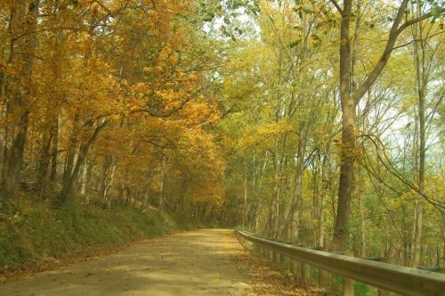 A winding dirt road surrounded by trees with vibrant autumn foliage in shades of yellow and orange.