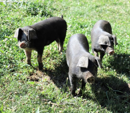 Three black pigs walking on green grass in a sunny outdoor setting.