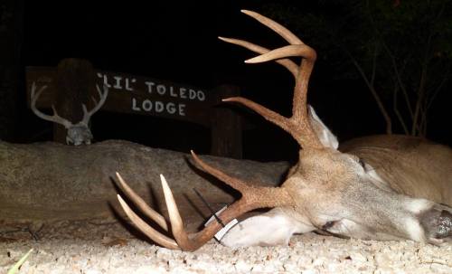 A deer with large antlers lies on the ground near a sign for 'Lil' Toledo Lodge' in a nighttime setting.