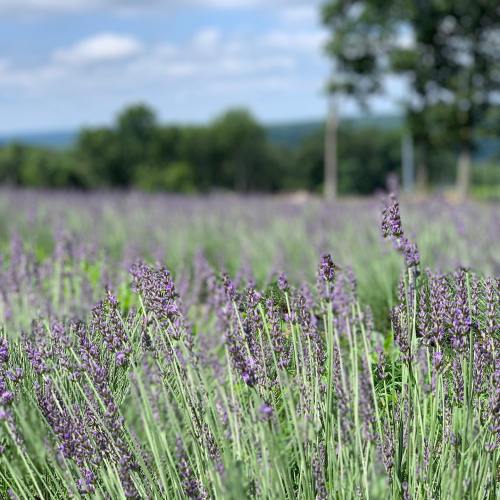 A field of blooming lavender under a blue sky, with green trees in the background.
