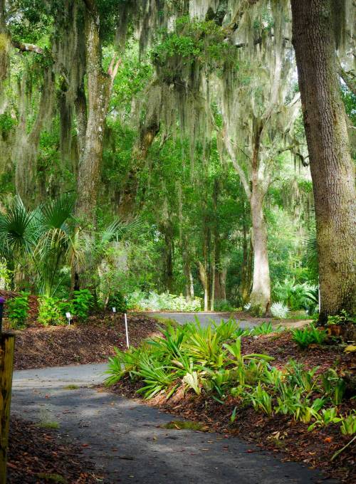 A winding path through a lush, green forest with tall trees and hanging moss.