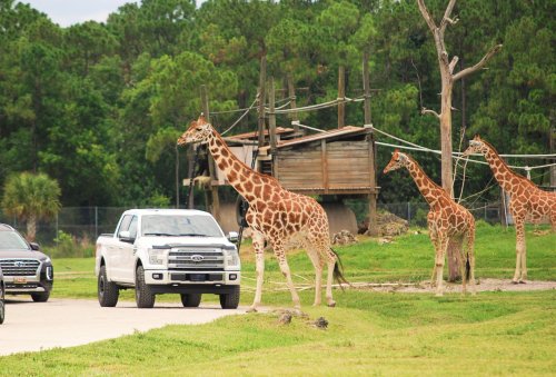 A white truck drives past several giraffes near a wooden structure in a green, grassy area.