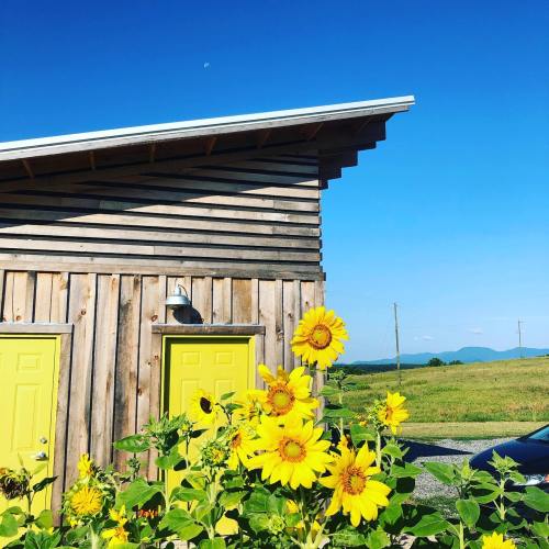 A wooden building with yellow doors, surrounded by vibrant sunflowers under a clear blue sky.
