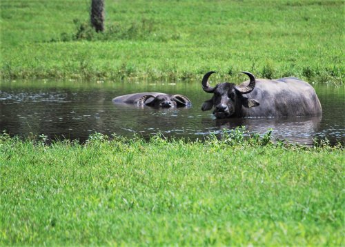 Two water buffaloes wade in a pond surrounded by lush green grass.