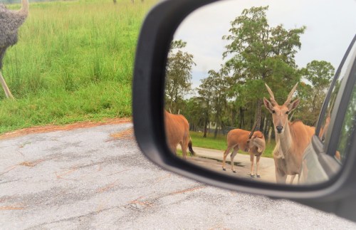 A reflection in a car mirror shows antelopes near a grassy area, with an ostrich visible in the background.