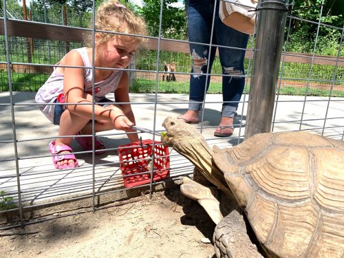 A young girl feeds a tortoise through a fence at a zoo, while an adult stands nearby.