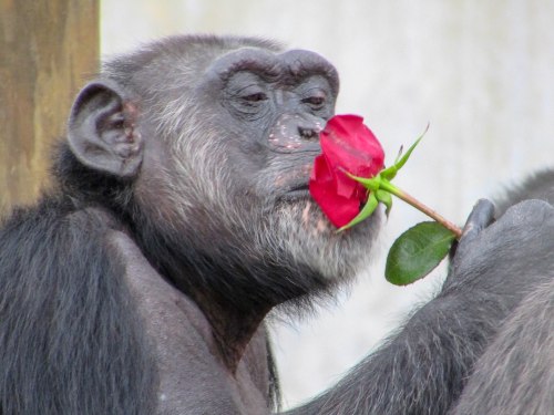 A chimpanzee gently holds a red rose to its face, appearing contemplative and serene.