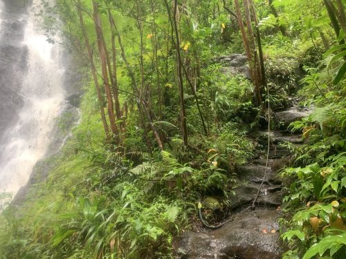 A lush green path leads to a waterfall, surrounded by dense foliage and tropical plants.