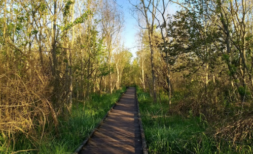 A wooden path winds through a lush, green forest with trees and underbrush under a clear blue sky.