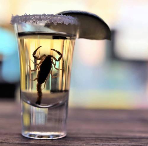 A shot glass filled with clear liquid and a scorpion inside, garnished with a lime wedge and salt on the rim.