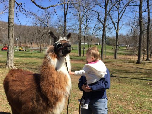 A child gently touches a llama while being held by an adult in a park with trees in the background.