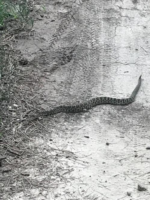 A green and brown patterned snake slithering across a dirt path surrounded by grass.