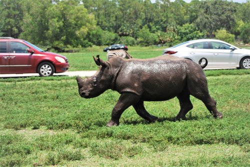 A rhinoceros walks across a grassy area near parked cars in a natural setting.
