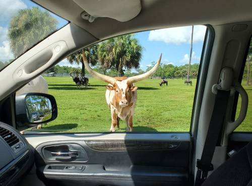 A longhorn cow stands near a car, with other cows grazing in the background under a blue sky.