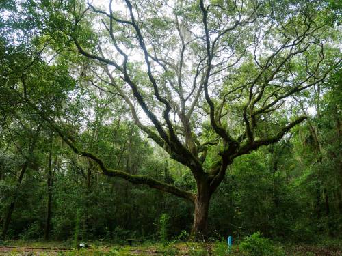 A large, sprawling tree with moss-covered branches stands in a lush green forest.